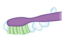<p><span><strong>• Physiologic technique –follows the pattern of food during mastication</strong></span></p><p><span><strong>• Bristles are positioned directly onto the occlusal surface</strong></span></p><p><span><strong>• Brush is moved back and forth</strong></span></p><p><span><strong>• Recommends a few gentle horizontal strokes to clean the sulcus areas near </strong></span><strong>furcations</strong></p>