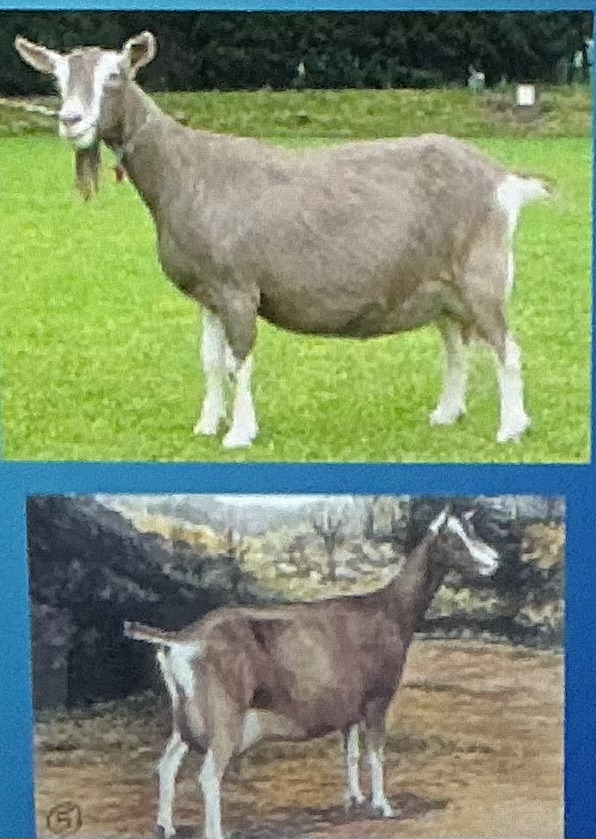 <p>Milk; Oldest known dairy goat breed, Medium, Excellent udder, High milk production</p>