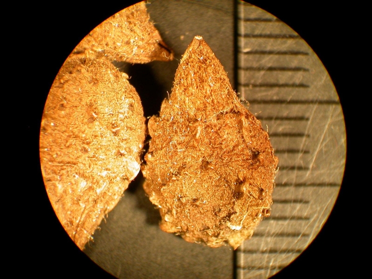 Sicyos angulatus
