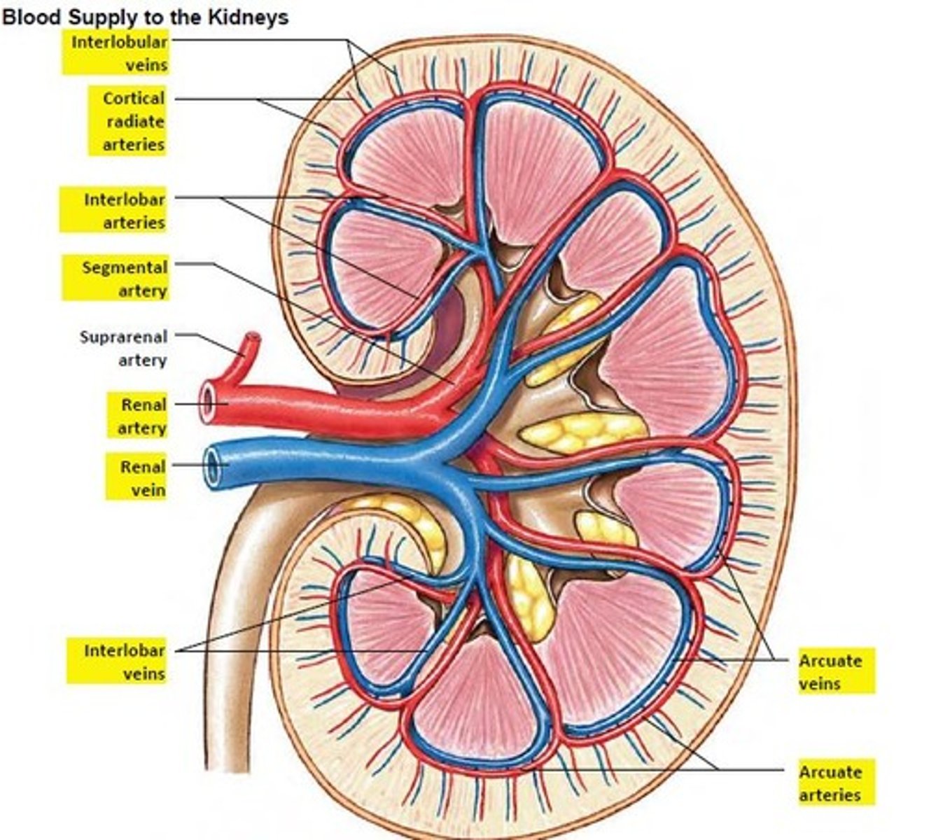 <p>A waste product that is filtered and removed from the blood plasma via diffusion in the kidneys</p>