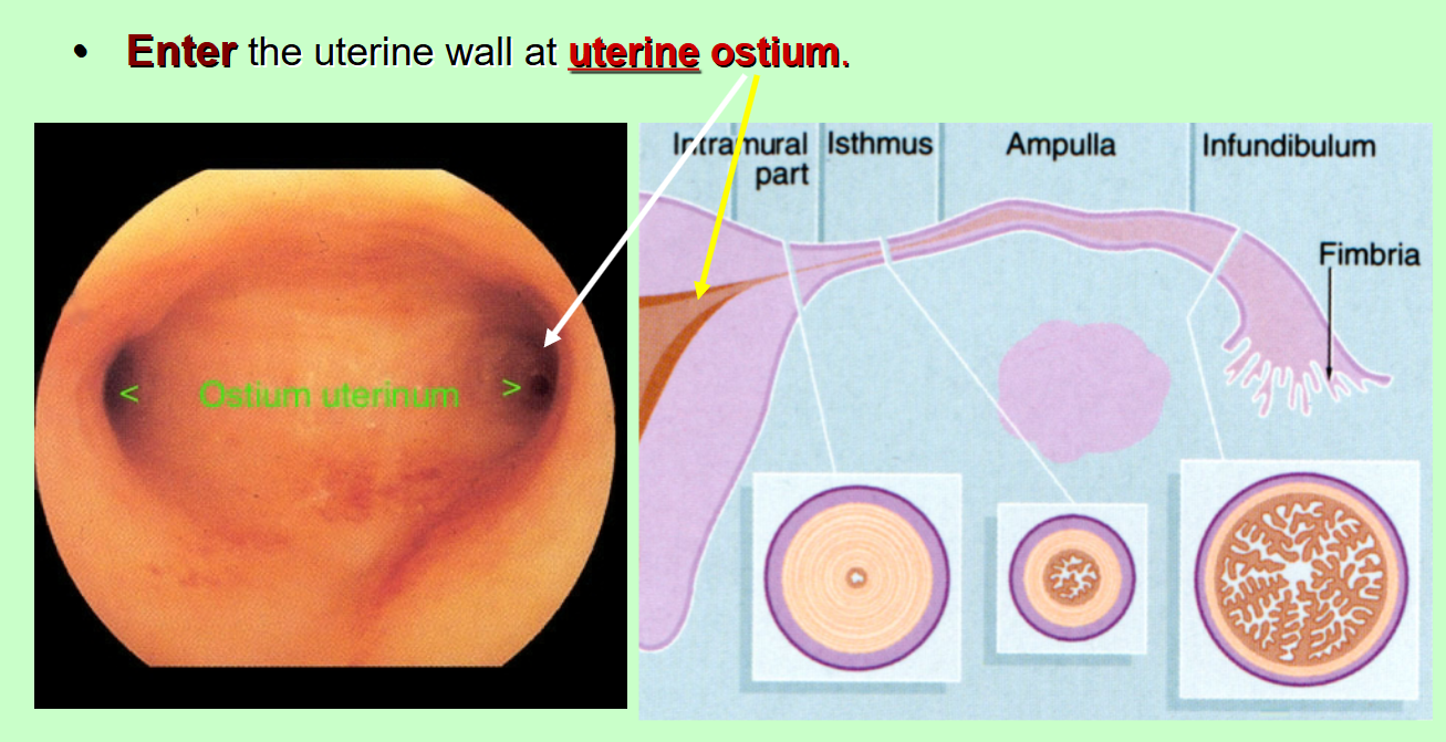 <p>The fallopian tube enters…</p>