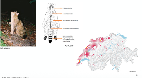 <p><span><em><span>Geschützt nach JSG</span></em></span></p><p class="MsoNormal"><span><u><span>Biologie</span></u></span></p><p class="MsoListParagraphCxSpFirst"><span><span>-</span></span><span style="font-family: "Times New Roman"; line-height: normal; font-size: 7pt;"><span>&nbsp;&nbsp;&nbsp;&nbsp;&nbsp;&nbsp; </span></span><span><span>Dämmerungs- und nachtaktiv, territorial &amp; einzelgängerisch</span></span></p><p class="MsoListParagraphCxSpMiddle"><span><span>-</span></span><span style="font-family: "Times New Roman"; line-height: normal; font-size: 7pt;"><span>&nbsp;&nbsp;&nbsp;&nbsp;&nbsp;&nbsp; </span></span><span><span>Kleinsäugetiere, Vögel, Reptilien/Amphibien auf Speiseplan</span></span></p><p class="MsoListParagraphCxSpLast"><span><span>-</span></span><span style="font-family: "Times New Roman"; line-height: normal; font-size: 7pt;"><span>&nbsp;&nbsp;&nbsp;&nbsp;&nbsp;&nbsp; </span></span><span><span>Paarungszeit: Jan – Mar, 2-6 Junge nach ca. 67 Tagen -> Abwanderung nach 5 Monaten</span></span></p>