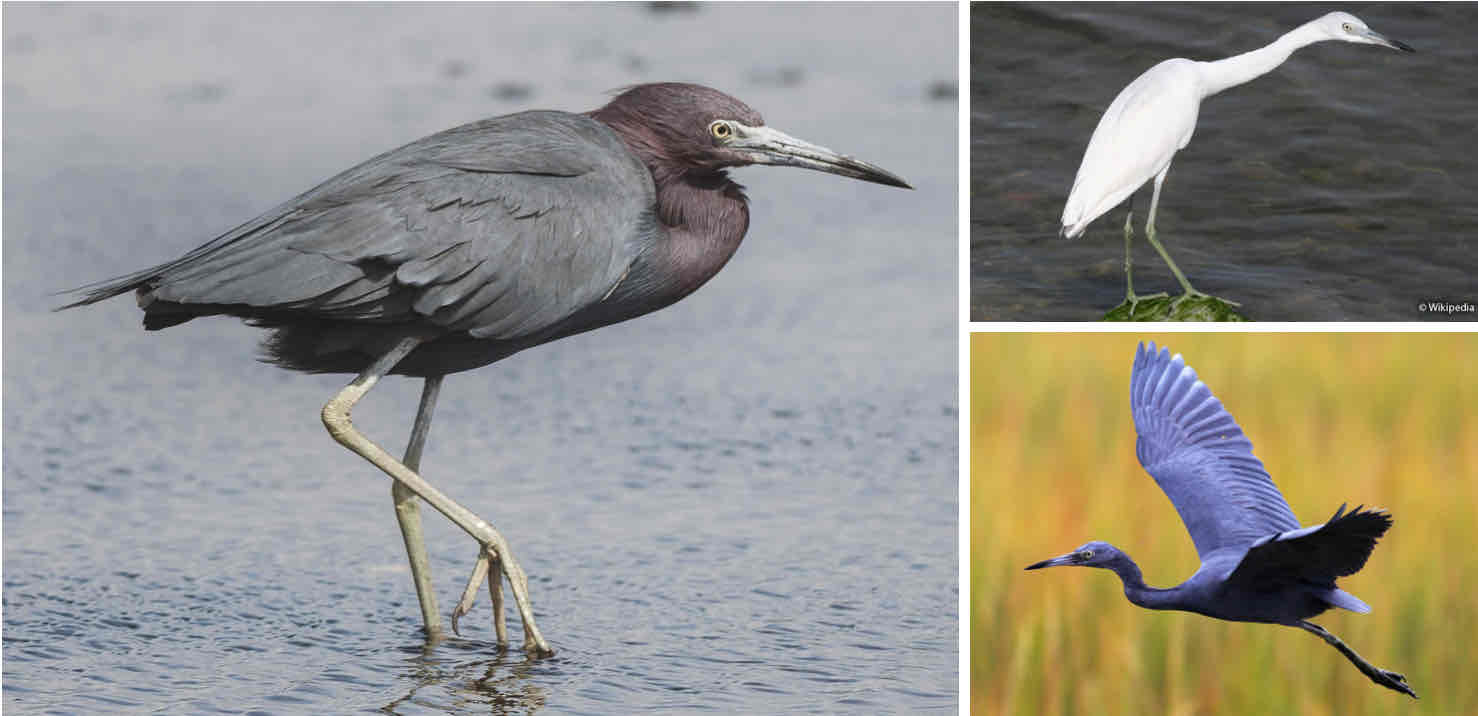 <p></p><ul><li><p>Yellowish gray legs, blue beak with black tips; always check the legs</p></li></ul><p></p>