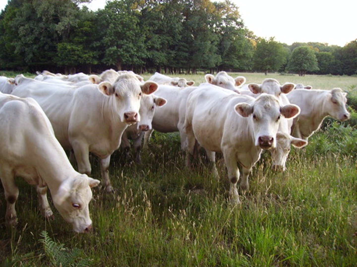 <p>farm animals</p>