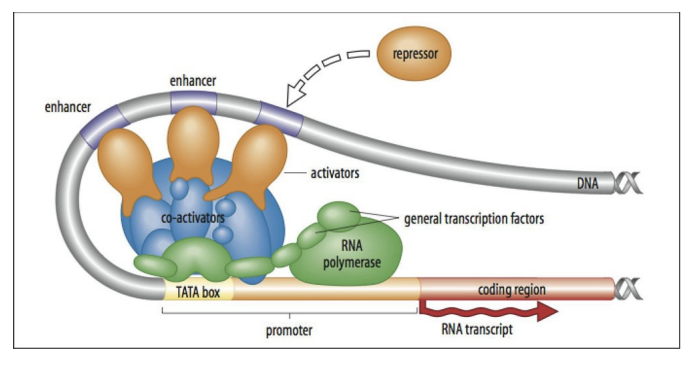 <p>-transcription factors are proteins that interact with specific DNA regulatory sequences associated with genes (promoter and enhancer elements) to modulate transcription by RNA polymerases</p><p></p><p>-different cell types are using different transcription factors</p><p></p><p>-different transcription factors will only activate certain genes</p><p></p><p>-ex: as muscle cells develop, they have transcription factors myody that can bind to the regulatory sequences of genes that encode proteins that are responsible for muscle function.</p>