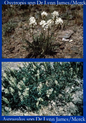 <p><span style="background-color: transparent;"><span>Locoism: acquired polysaccharide storage disease</span></span></p>