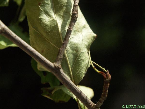 <p><em>Malus sylvestris</em></p>