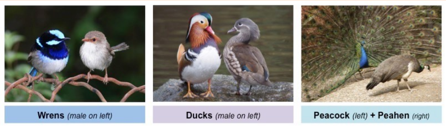 <ul><li><p><span style="background-color: transparent;"><span>The differences in appearance between males and females of the same species, such as in colour, shape, size, etc.</span></span></p></li><li><p><span style="background-color: transparent;"><span>Reproductive pressures act on the males of the species making them brighter and flashier BUT AT A COST!</span></span></p></li><li><p><span style="background-color: transparent;"><span>Predation pressures act on the females.</span></span></p></li></ul><p></p>
