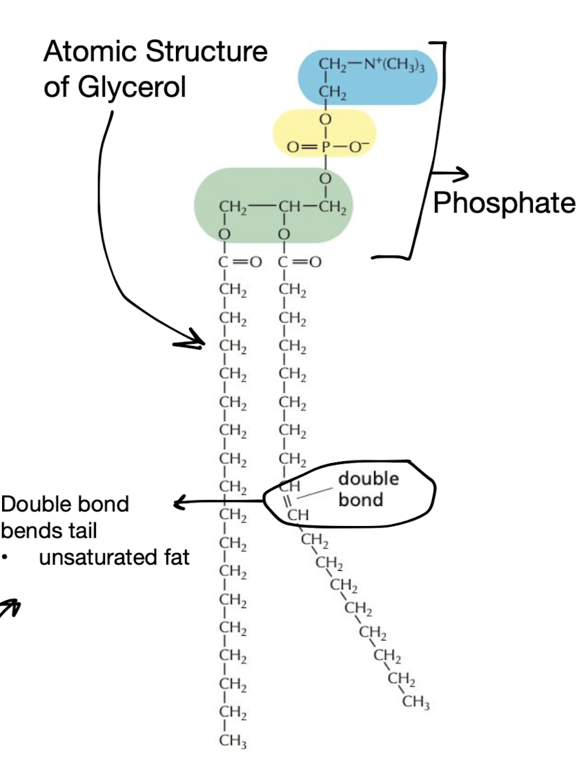 <p><strong>Unsaturated</strong> = has at least 1 cis-double bond that bends the tail structure</p><p><strong>Saturated</strong> = does not have cis-double bonding</p>