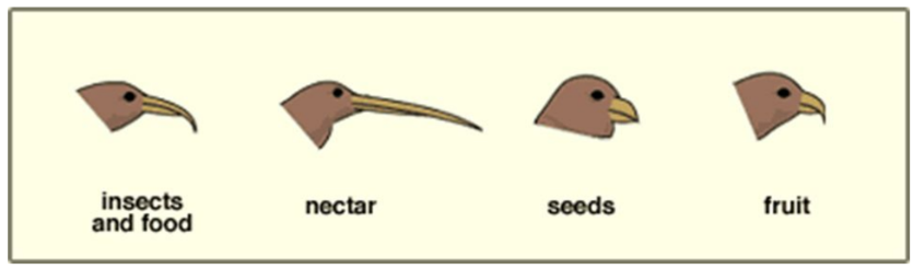 <p>Divergent evolution occurs when a common ancestral species evolves into a number of new species. These species have adaptations allowing them to occupy different niches.</p><p>(adaptive radiation is a good example)</p>