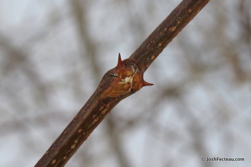 large, ovate, compound leaf with no serrations

very orange large fissured bark

rot resistant wood

not highly desirable
