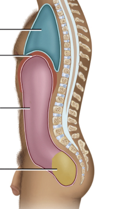 <p>What cavity is in yellow?</p>