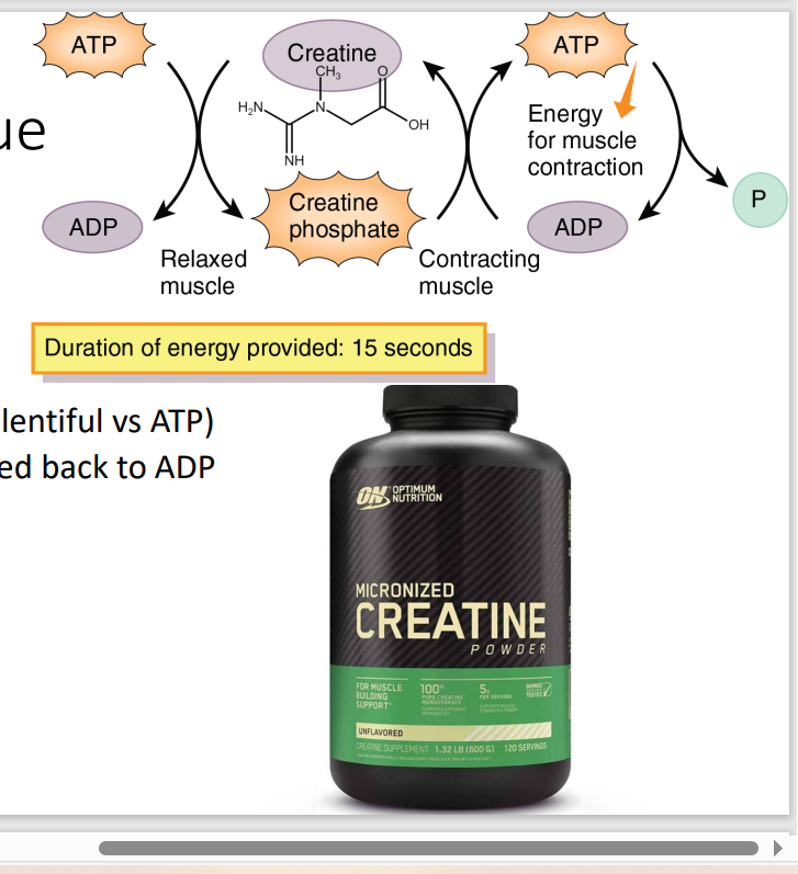 <p><strong>B. The first statement is false. The second statement is true.</strong></p><p><strong>I. Creatine kinase (CK) </strong>is an enzyme that catalyzes the conversion of creatine and ATP (adenosine triphosphate) into phosphocreatine (creatine phosphate) and ADP (adenosine diphosphate) during contraction.</p><p><span style="color: blue"><strong>Creatine</strong> is a naturally occurring compound found in muscle tissue, while <strong>creatinine</strong> is a waste product of creatine metabolism that is excreted in the urine.</span></p>