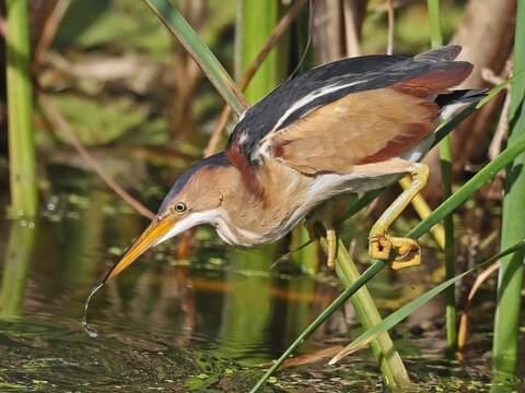 <p>Tiny and elusive. Cinnamon and black plumage. Hides in reeds.</p>