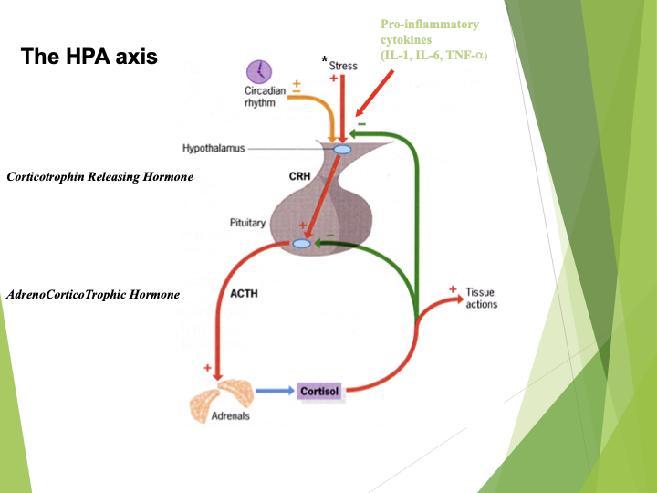<p>Natural circadian rhythm releases cortisol </p><p>Also stress e.g. infection, environmental </p><p></p><p>1.Hypothalamus</p><p>2.CRH</p><p>3.Pituitary </p><p>4.ACTH</p><p>5.Adrenals</p><p>6.Cortisol</p>