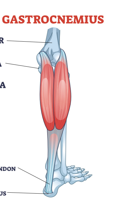 <p><span>Plantar flexes foot; flexes knee.</span></p>