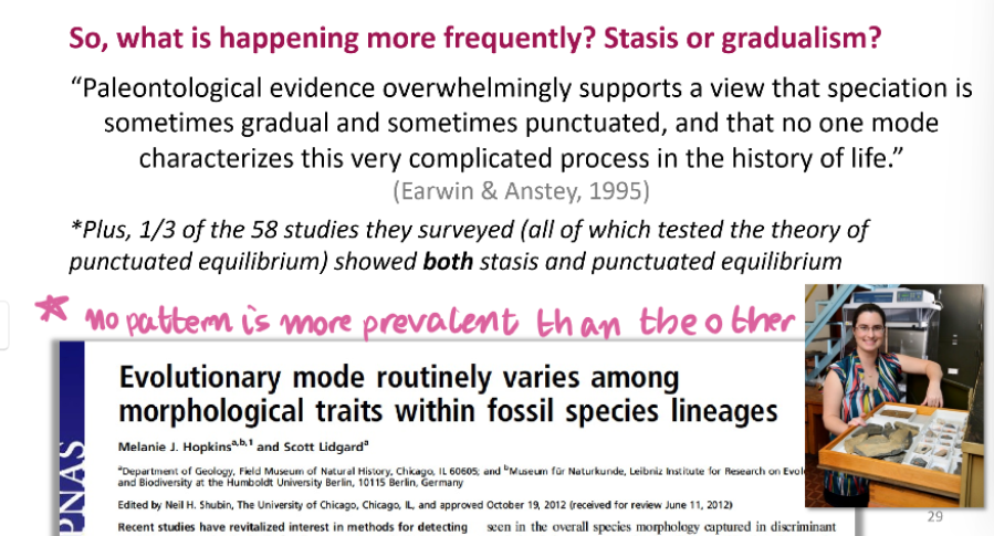 <p><strong>Punctuated Equilibrium: </strong>The hypothesis that evolution over geologic time has typically been characterized by rapid morphological change during speciation interspersed with long periods of stasis.</p><p><strong>Phyletic Gradualism:</strong> <mark data-color="rgba(0, 0, 0, 0)" style="background-color: rgba(0, 0, 0, 0); color: inherit">a model of evolution where new species arise from the gradual transformation of ancestral species over long periods, with the rate of evolution relatively constant and not marked by rapid bursts or stasis</mark></p>