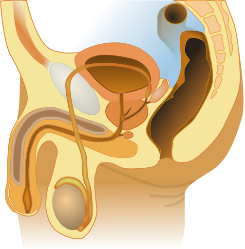 <p>What organs are apart of the sperm path and describe their use and order </p>