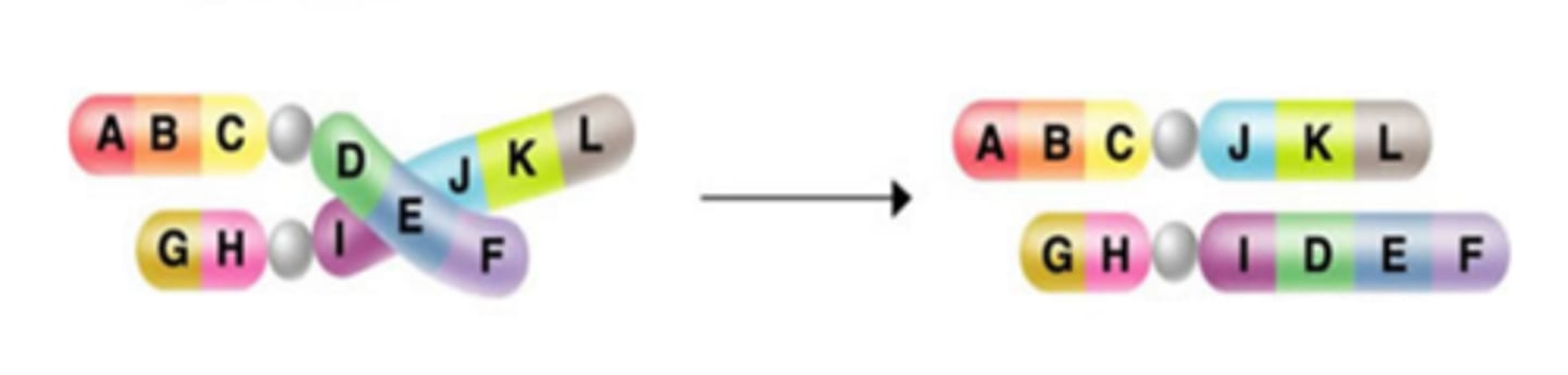 <p>A chromosomal mutation that occurs when parts of a chromosome move to another chromosome</p>