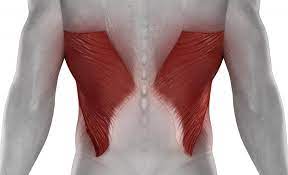 What is the action for Latissimus Dorsi?