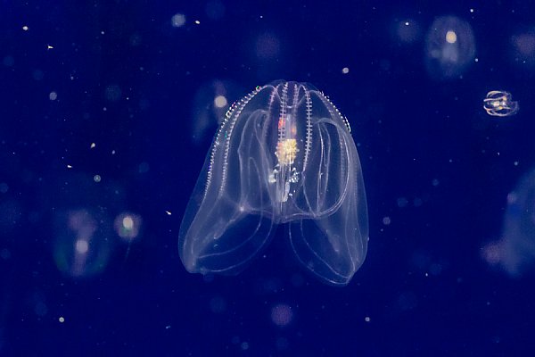 <p>Phylum Ctenophora</p>