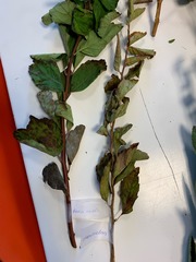 Spiraea chamaedryfolia
