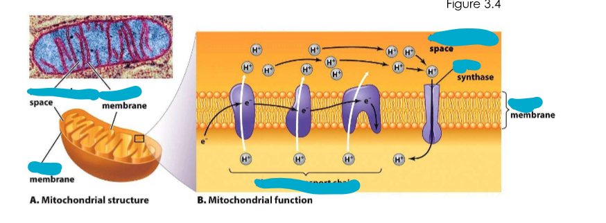 <p>Mitochondria</p><ul><li><p>what does it do?</p></li><li><p>what does it use to produce ___?</p></li></ul><p></p>