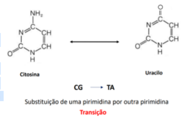 <p>Remoção de um grupo amina) da citosina e colocação de um oxigénio transforma-a num uracilo. Este é característico do RNA e, como tal, existe uma enzima que o remove do DNA e coloca o nucleótido complementar ao que é suposto, que neste caso será uma timina. Assim se transformou um CG em TA.</p>