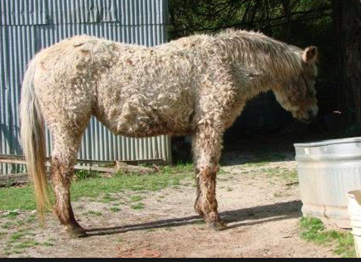 <p>Hest, hvad er den patoanatomiske diagnose?</p>