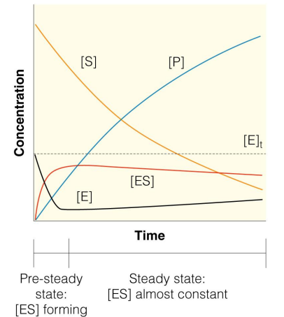 <ul><li><p>After a very brief initial period, <strong>[ES] reaches a steady rate</strong></p><ul><li><p><strong>ES is consumed approximately as fast as it is formed</strong></p></li><li><p>Allows us to <strong>calculate the velocity</strong> by assuming <strong>steady-state conditions</strong></p></li></ul></li></ul><ul><li><p><span><em>WE STUDY THE INITIAL RATE BECAUSE OTHERWISE THE ES IS STEADY, AND WE CANT REALLY OBSERVE ANYMORE WHAT IS HAPPENING</em></span></p></li></ul><p></p>