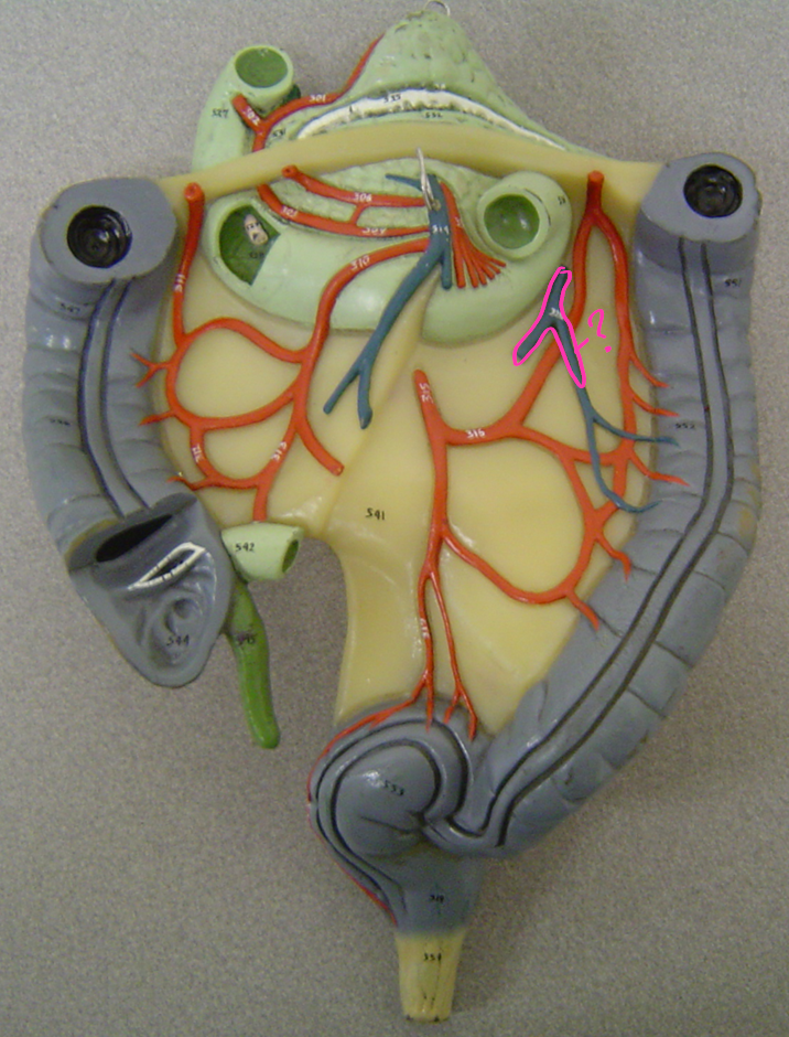 <p>what blood vessel is this? (in pink)</p>