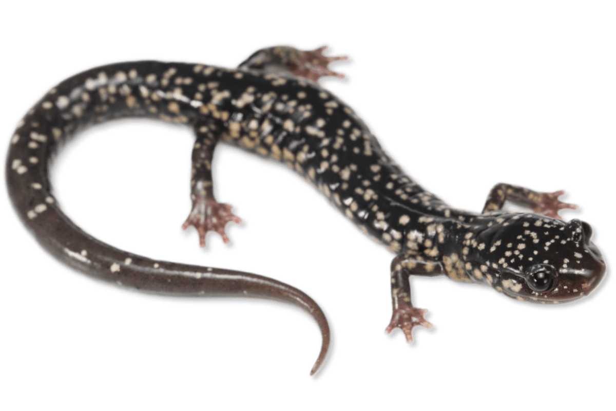 Plethodontidae - Plethodon albagula