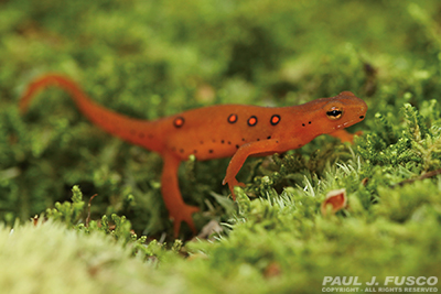 <p>Red-spotted Newt</p>