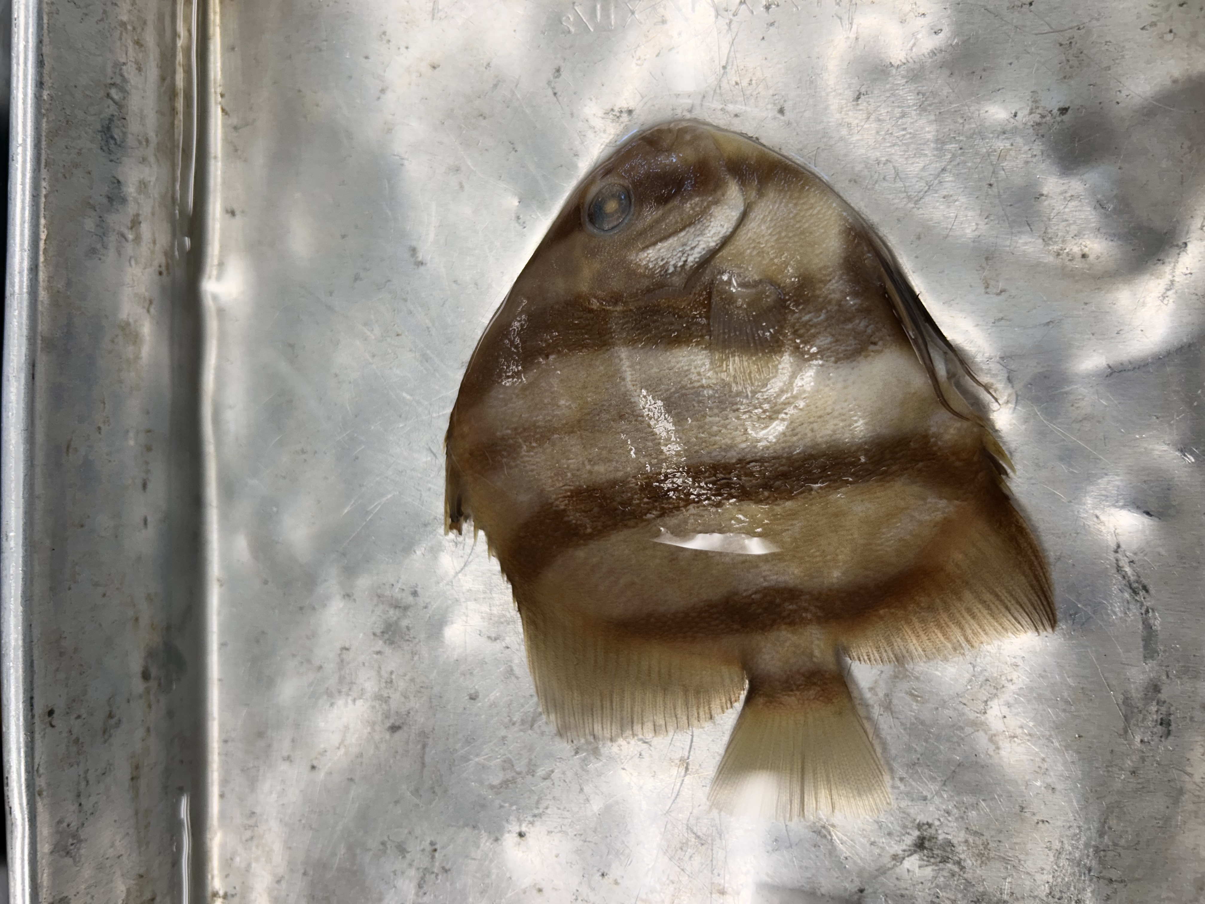 <p>Atlantic spadefish</p>