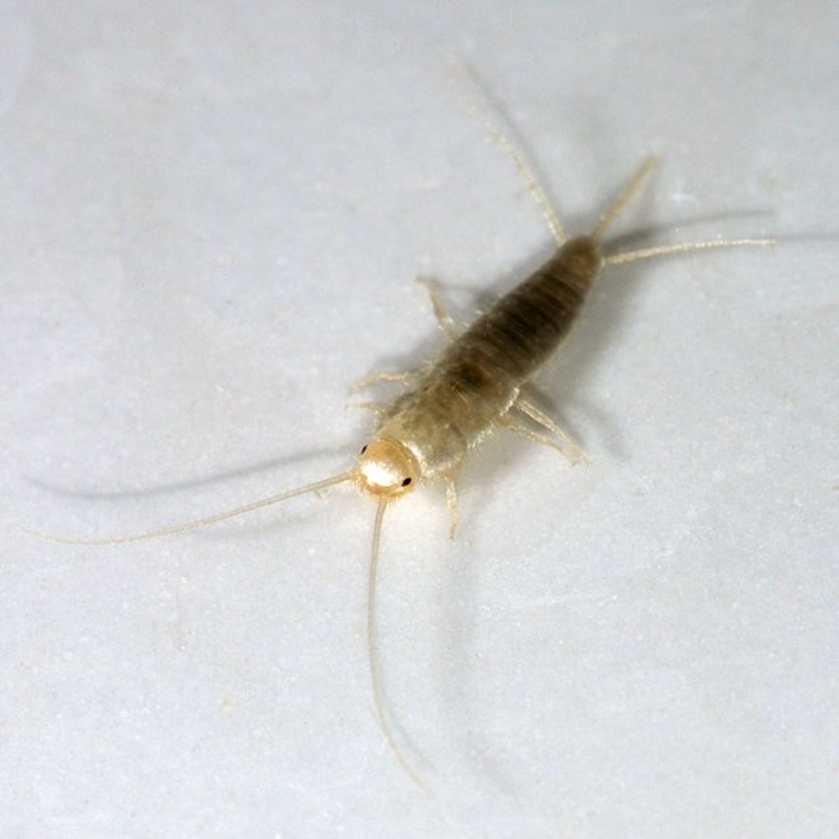 <p>Peg-like appendages found along the sides of the abdomen in some very primitive insects like silverfish.</p>