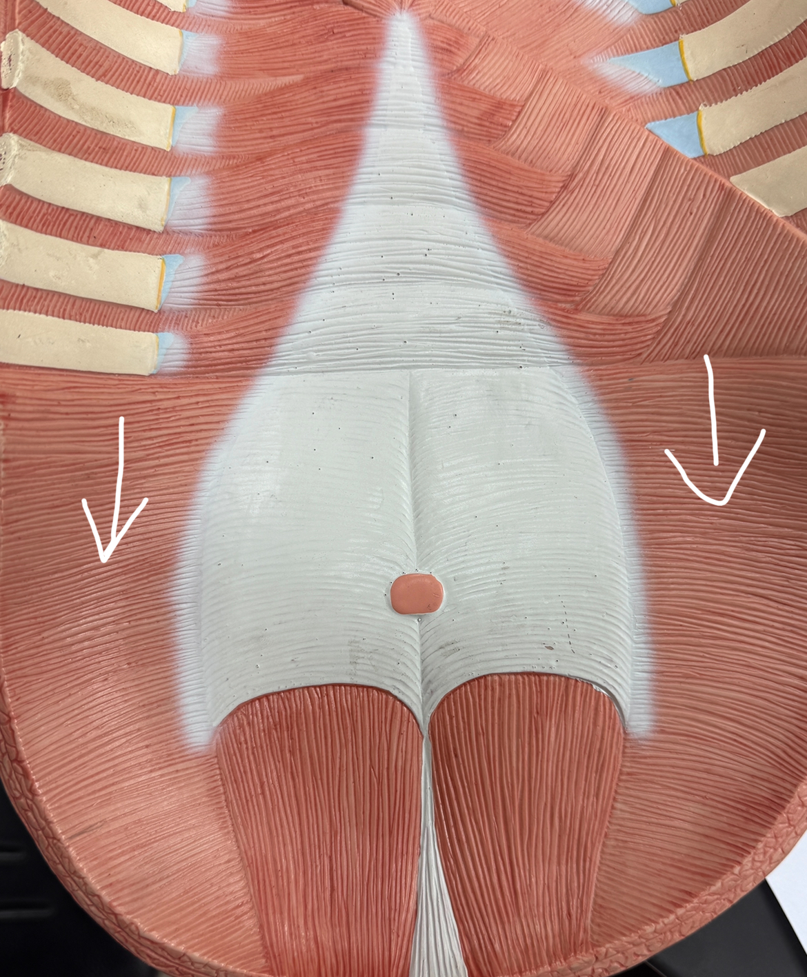 <p>(ridges going horizontal) underneath internal oblique</p>