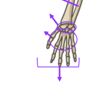 What are the bones that make up the wrist?
