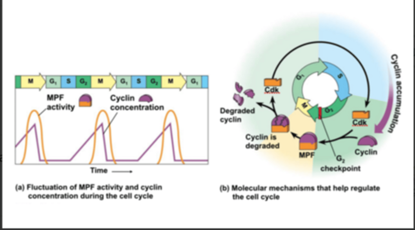 <p>A cyclin-Cdk complex that triggers the cell's passage past the G2 checkpoint into mitosis?</p>