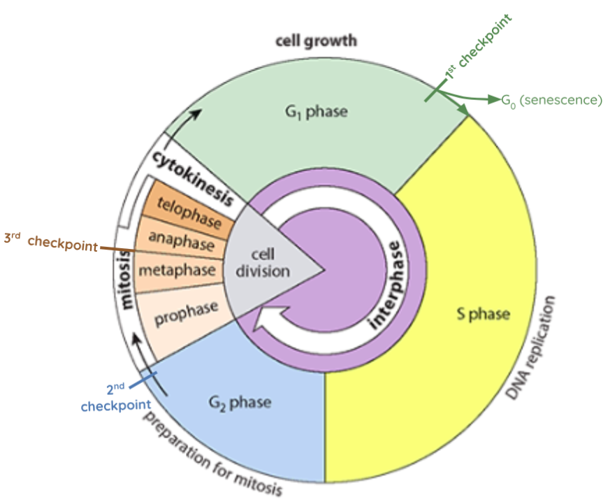 <p>interphase, mitosis (division of nucleus) and cytokinesis (division of cytoplasm)</p>