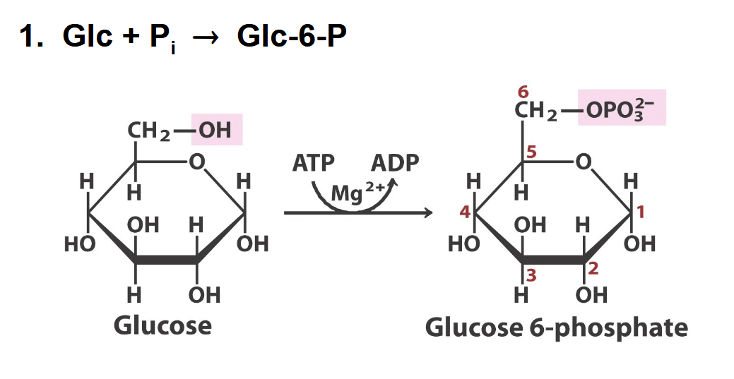 <p>what enzyme</p>