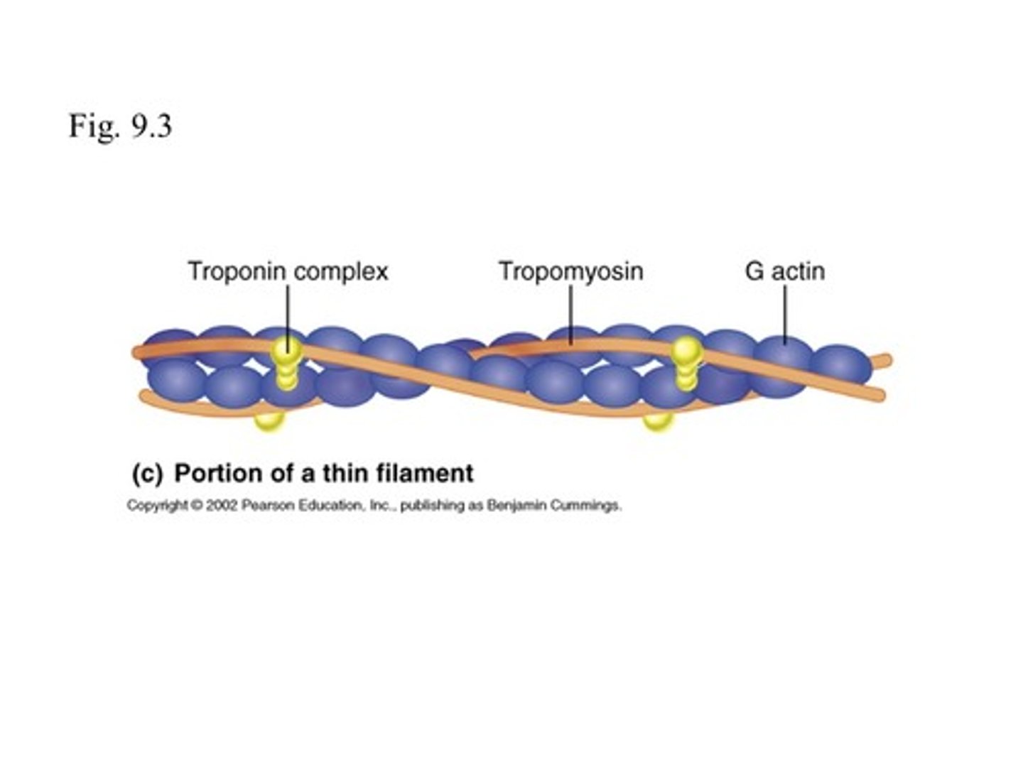 <p>protein molecules that form a long chain, which overs the active sites, preventing actin-myosin interaction</p>