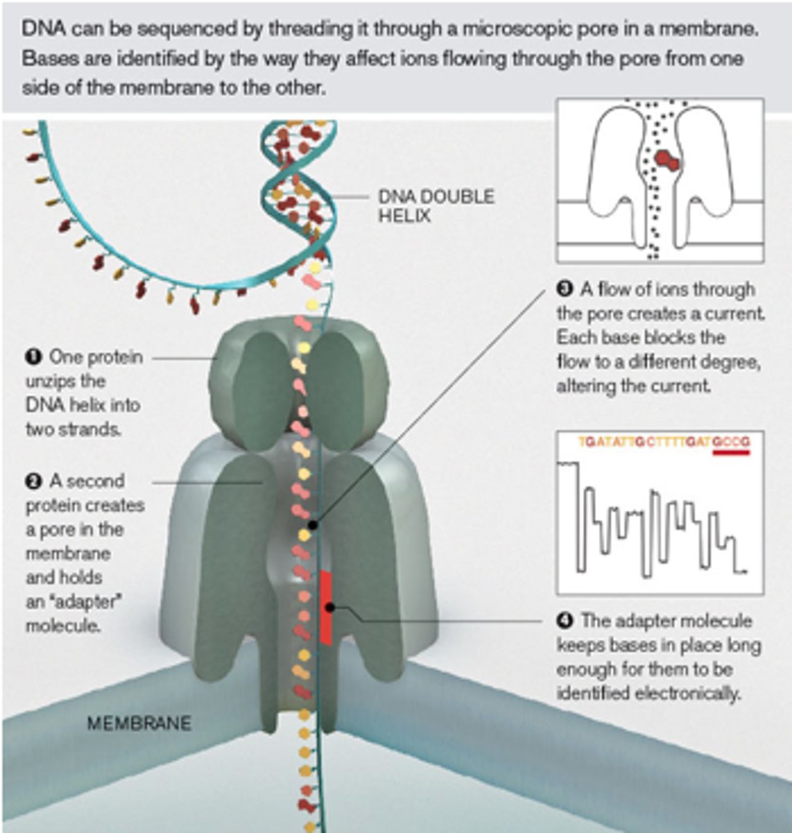 <p>Advantage: High-throughput NGS can process massive amounts of genetic data simultaneously, providing detailed molecular insight. Disadvantage: Requires complex bioinformatics and has an extended turnaround time.</p>