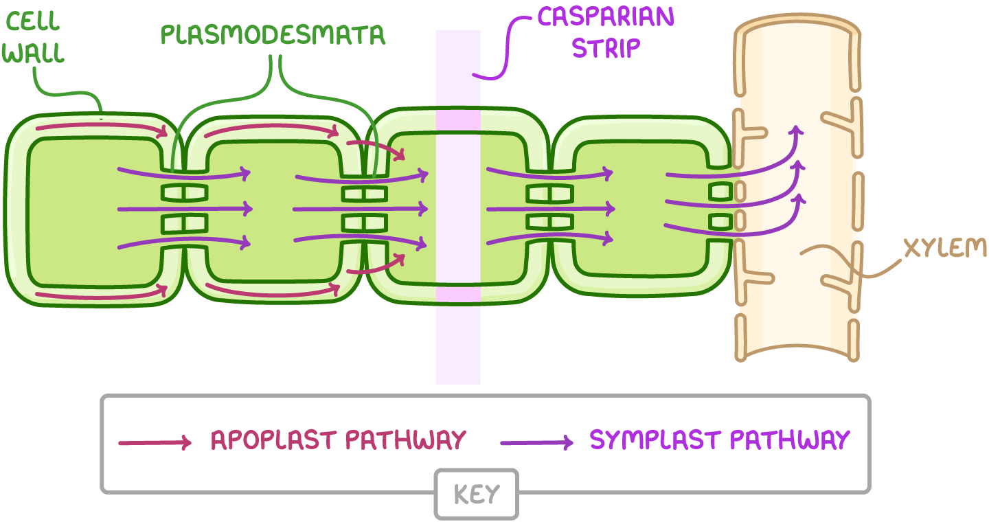 <ul><li><p>water moves from the cytoplasm of one cell to cytoplasm of an adjacent cell through plasmodesmata</p></li><li><p><span>water osmoses across cells in cortex down </span>ψ potential gradient between root hair cells and xylem </p></li><li><p>(slow as water pathway in cytoplasm obstructed by organelles)</p></li></ul><p></p>