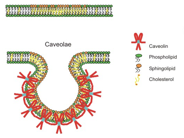 * %%**caveolin**%%, a coat-like protein embedded in the membrane, induces curvature of the membrane
* %%**dynamin**%% pinches off the “neck” to separate the vesicle using %%**GTP**%%
* late endosome → %%**lysosome**%%