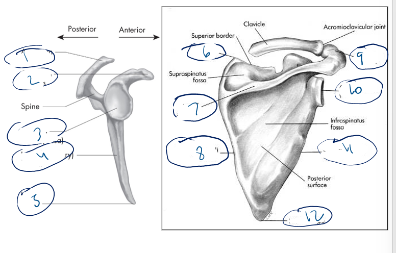 <p>11</p>