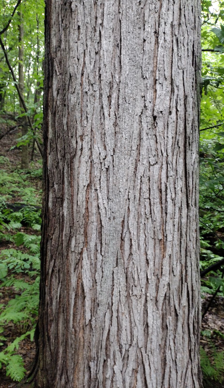 <p>red maple, Acer rubrum, Sapindaceae</p>