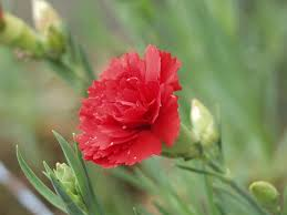 <p><em>Dianthus caryophyllus</em></p>