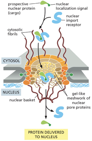 <p><span><strong><span>Passive diffusion:</span></strong></span></p><ul><li><p><span><span> small molecules</span></span></p></li><li><p><span><span>small proteins  &lt;50kDa (no energy required)</span></span></p></li></ul><p><strong>Active transport</strong></p><ul><li><p>Required for large proteins and RNAs</p><ul><li><p>RNA molecules are synthesized in the nucleus. Ribosomal units are assembles in the nucleus and they must be imported from the cytosol.</p></li></ul></li></ul><p>Newly made proteins that are going to the nucleus need to be imported from the cytosol… how do the larger molecules gain entry?</p><ul><li><p><strong>Nuclear Localization signal</strong> [aka NLS] (signal sequence that directs a protein from the cytosol into the nucleus) </p><ul><li><p>7 amino acid stretch,  typically have several (+) charged amino acids (Lysines and arginines) in the middle of the polypeptide</p></li></ul></li><li><p><strong>nuclear import receptors [aka importins] :</strong> the NLS proteins that are trying to get from the cytoplasm to the nucleus are recognized by the import receptors </p><ul><li><p>recptors guide the newly synthesized protein to a nuclear pore by interacting with the fibrils that extend from the pore like a tentacle. Those tentacles extend from the pore to the cytosol </p></li><li><p>After locating a pore, the receptors with their cargo jostle their way through the gel-like meshwork formed from the unstructured regions of the nuclear pore proteins until nuclear entry triggers cargo release.</p></li><li><p> After cargo delivery, the receptors return to the cytosol via nuclear pores for reuse</p></li></ul></li></ul><p></p>
