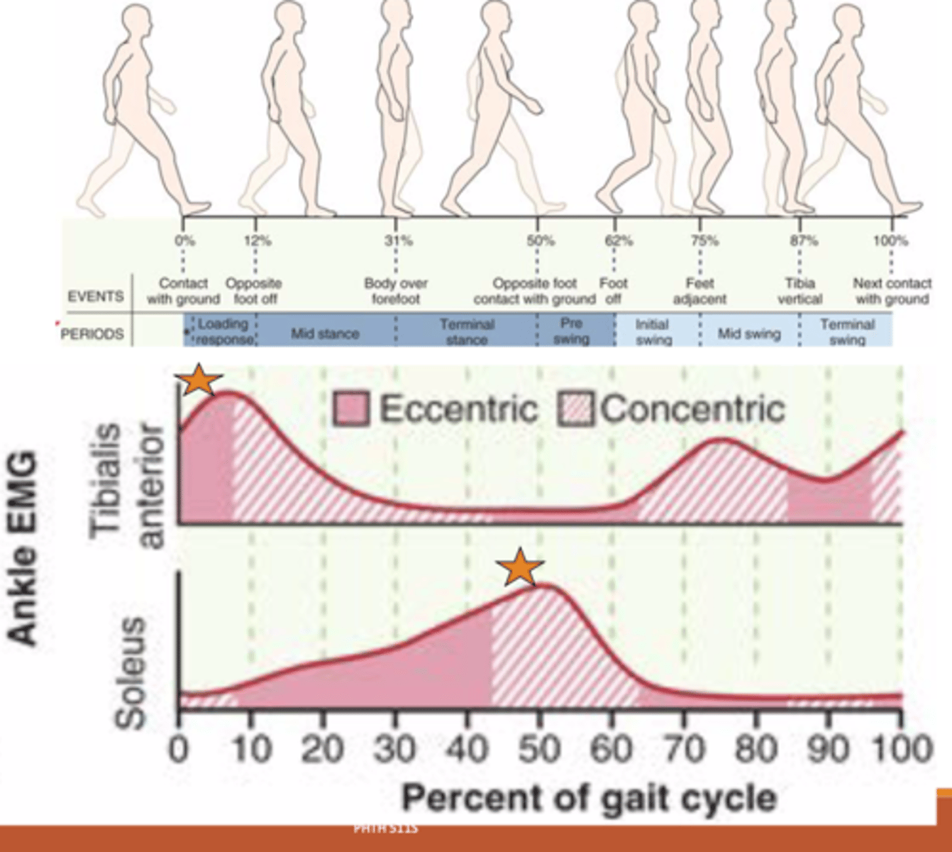 <p>mm: Soleus, Gastric, FDL, FHL, Tibialis Posterior</p><p>(Tibial nn. L4-S3)</p><p>Mid stance:</p><p>-Eccentric -> control tibia over foot</p><p>Heel off:</p><p>-Concentric -> PF</p>