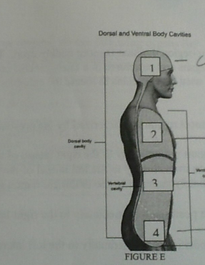 <p>Name cavity 2</p>